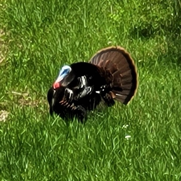 Meet your Posher, Jim - Picture 1 of 1